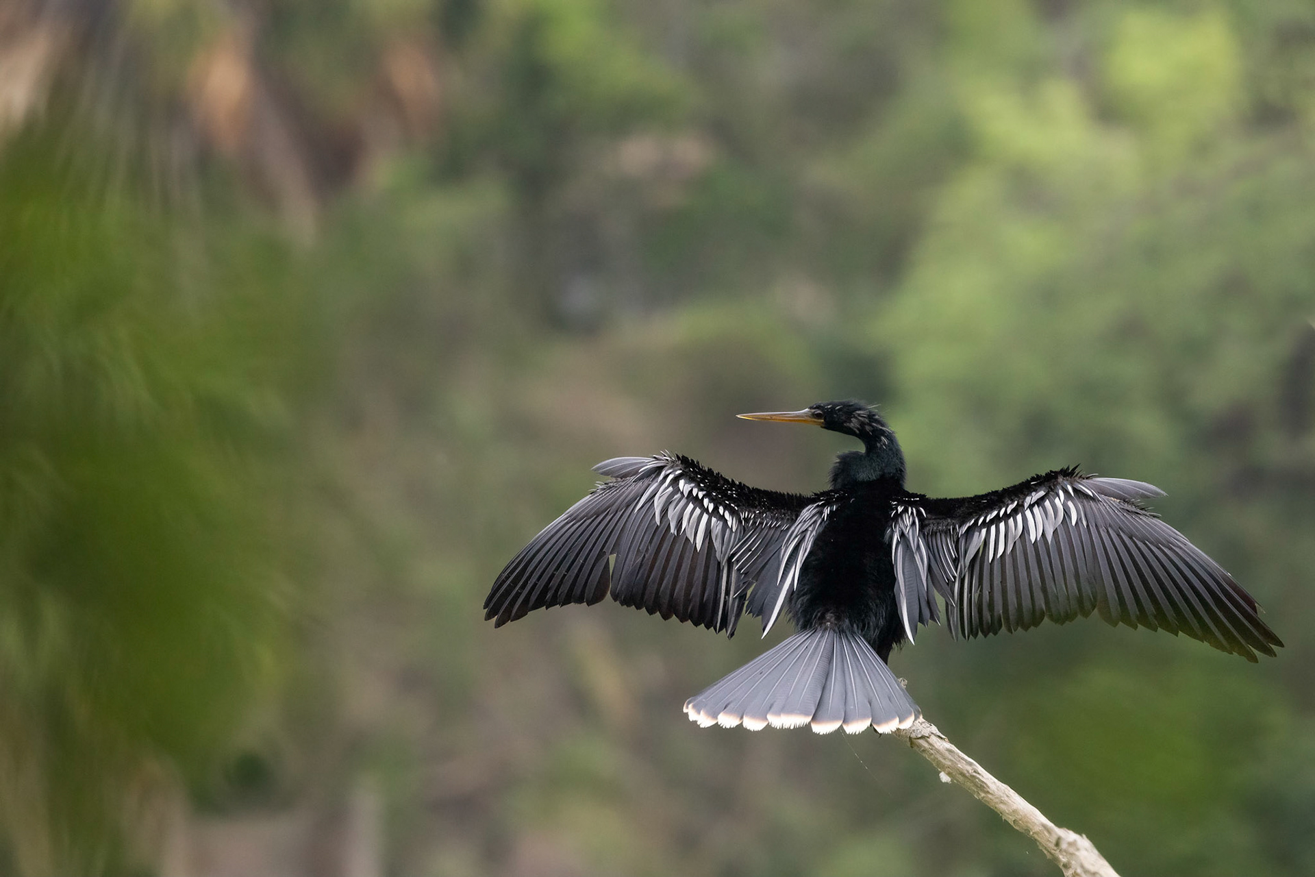Anhinga
