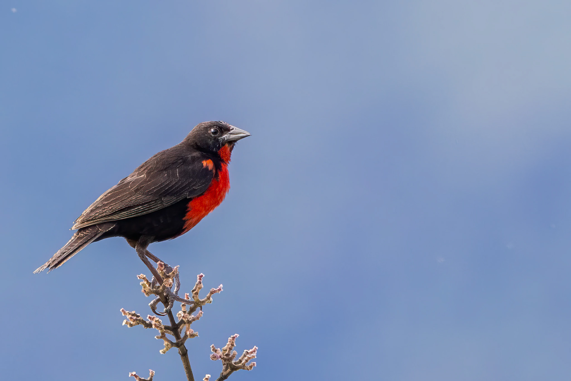 Red-breasted Meadowlark