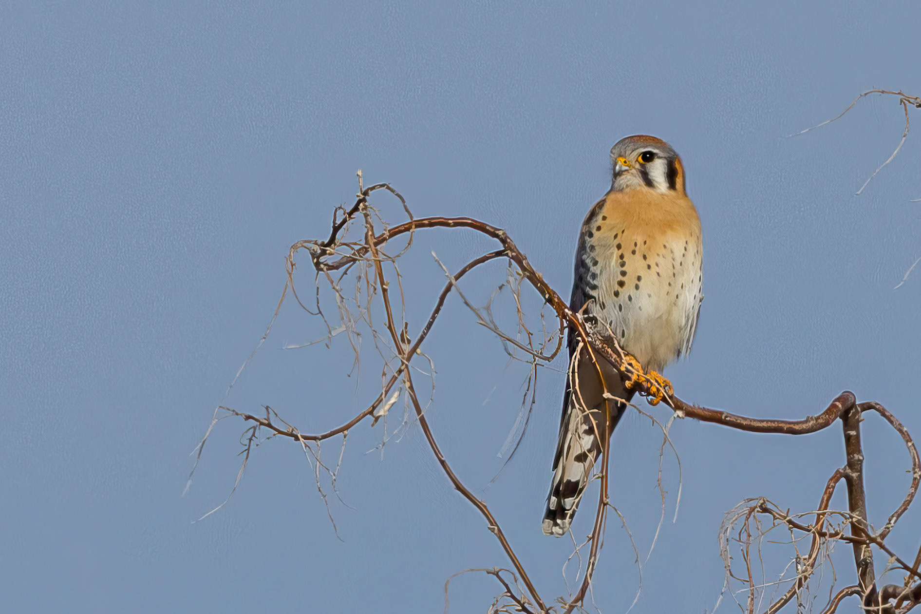 American Kestrel