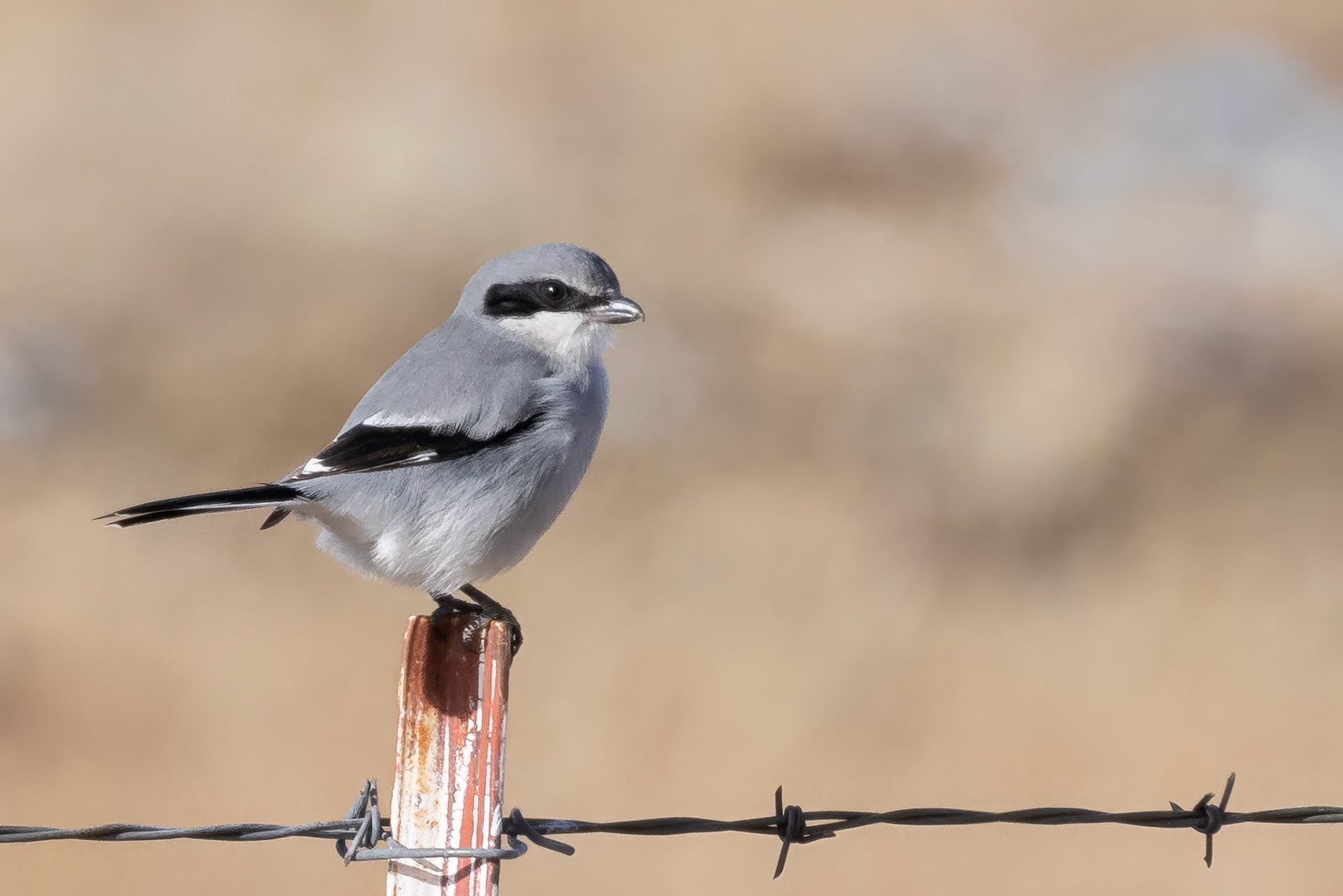 Loggerhead Shrike