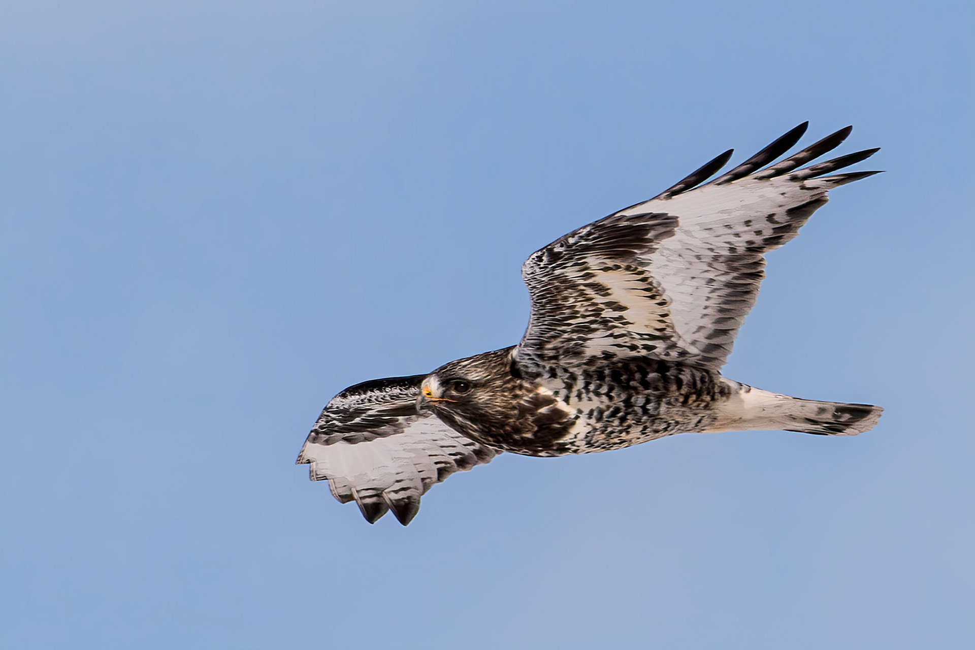 Rough-legged Hawk