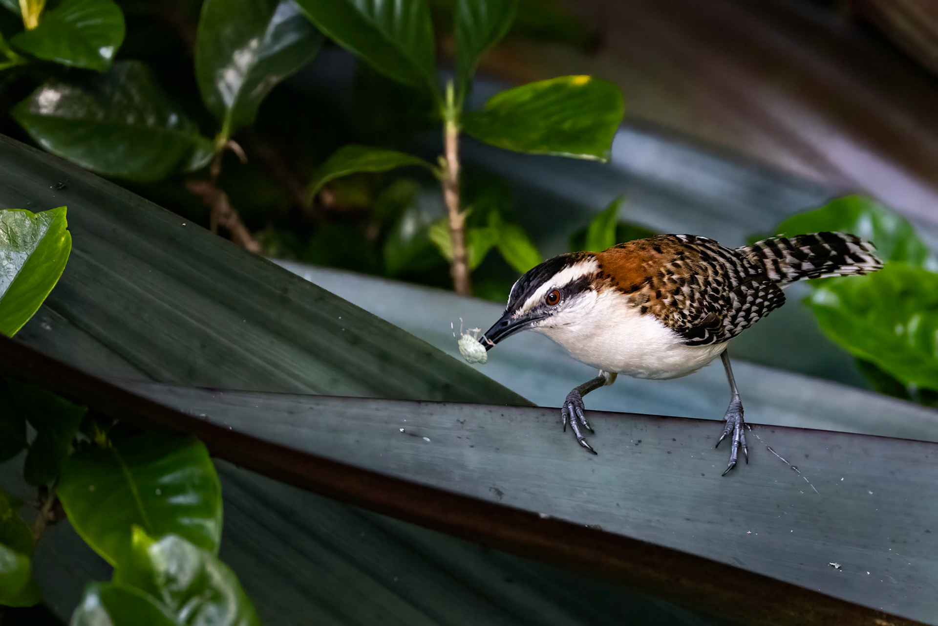 Rufous-naped Wren