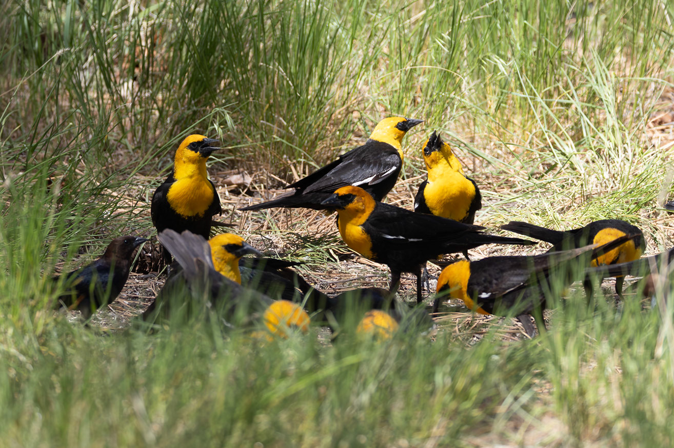 Yellow-headed Blackbirds