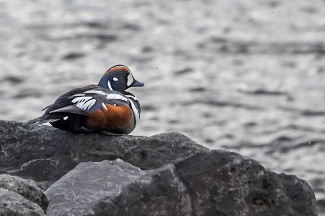 Harlequin Duck