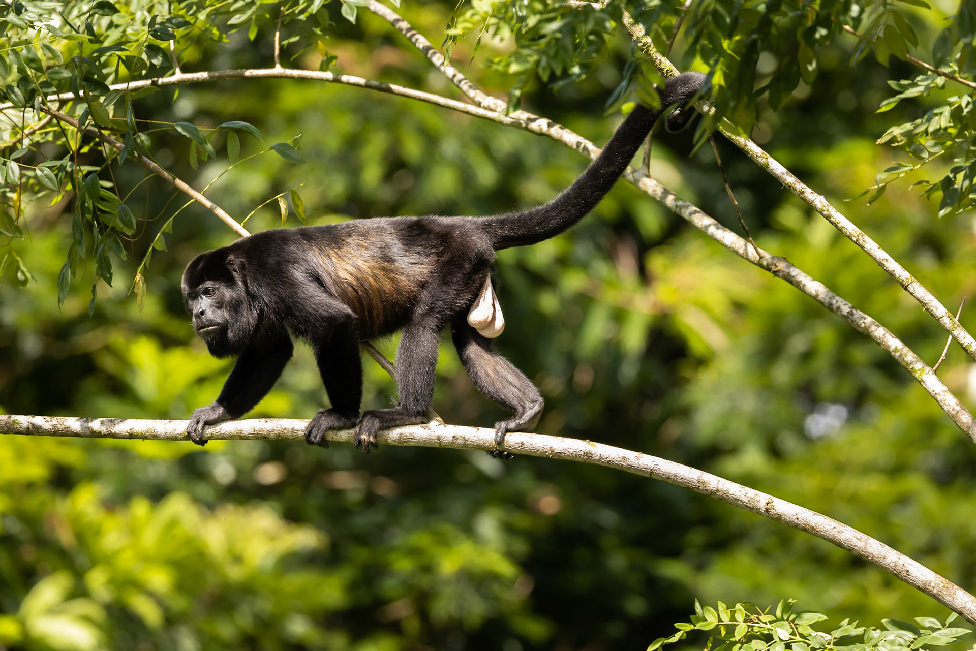 Howler Monkey