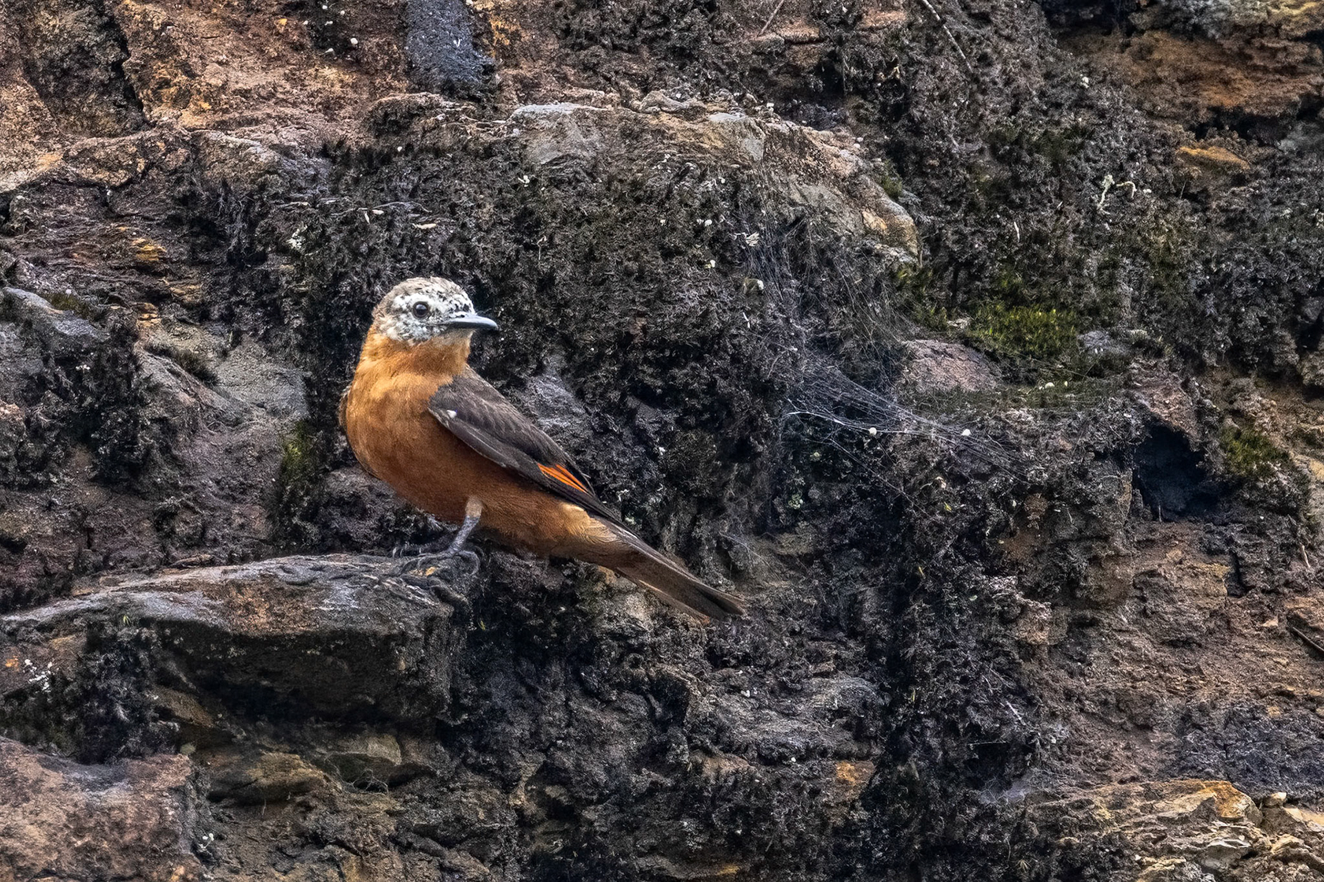 Cliff Flycatcher