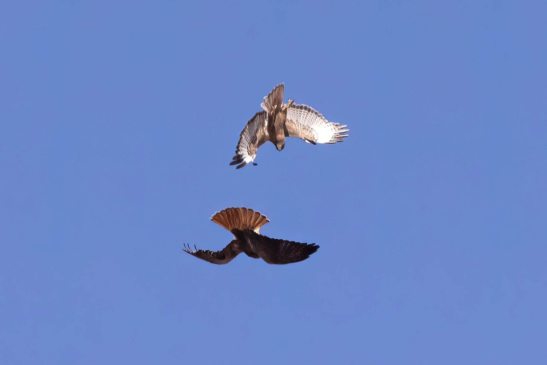 Two Red-tailed Hawks fighting