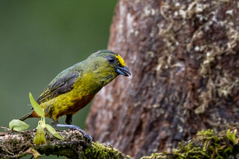 Olive-backed Euphonia