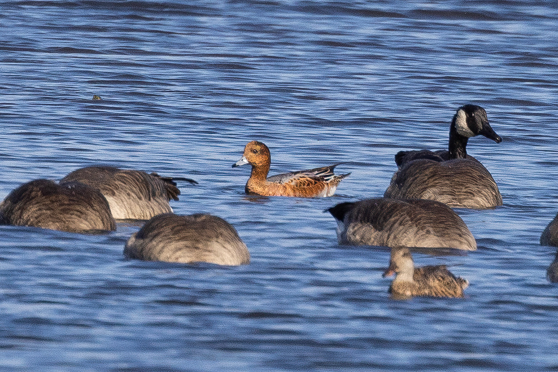 Eurasian Wigeon and Canada Geese