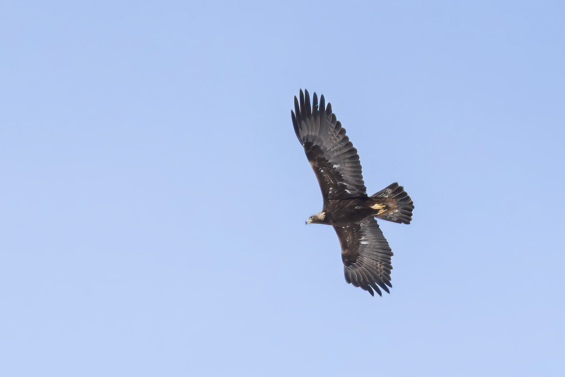 Golden Eagle