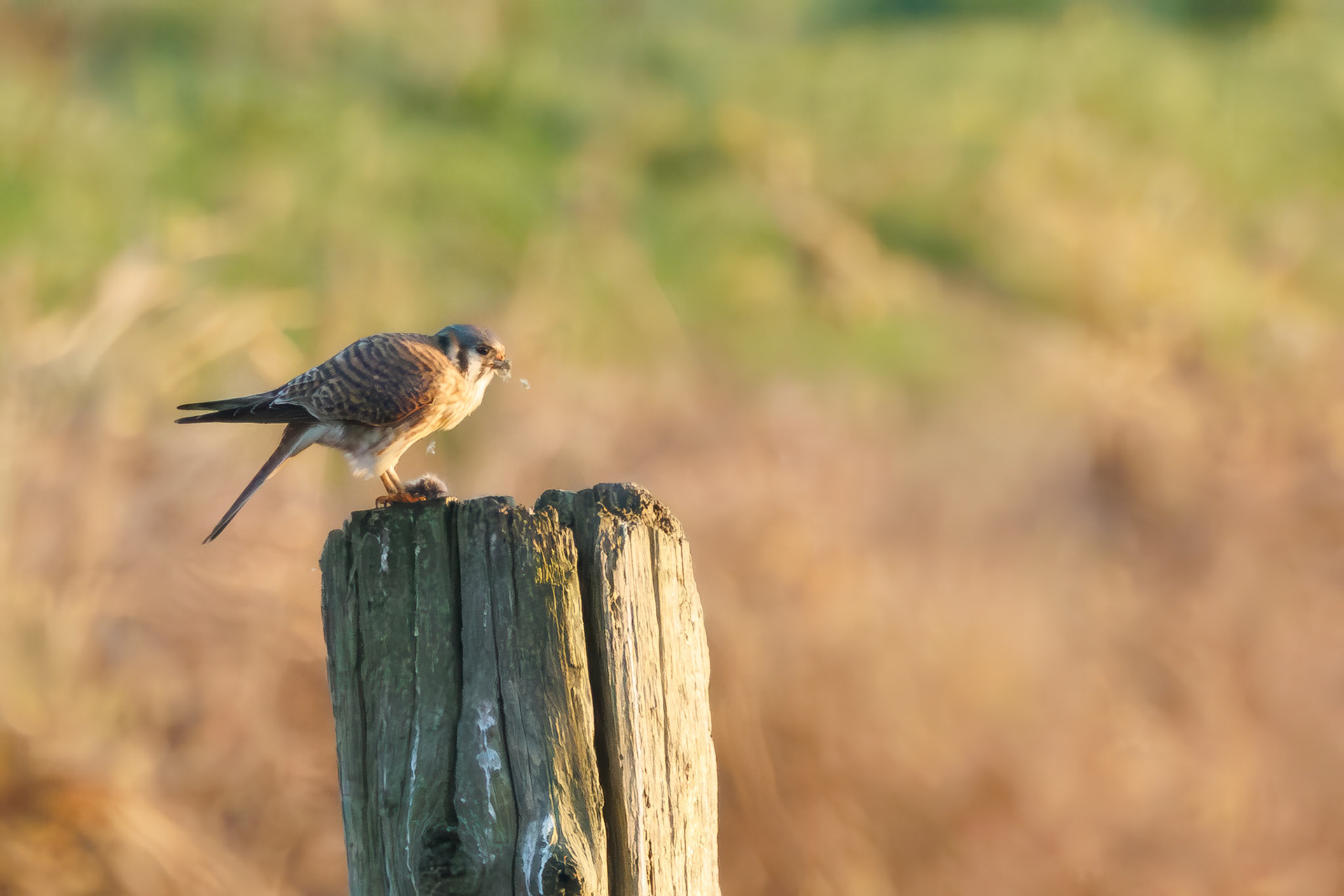 American Kestrel