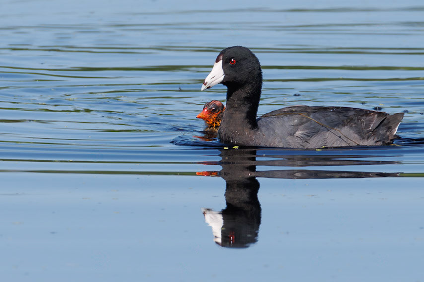 American Coot and baby