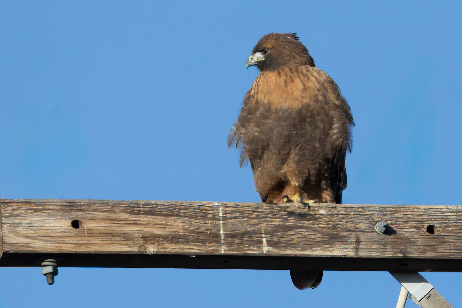Red-tailed Hawk