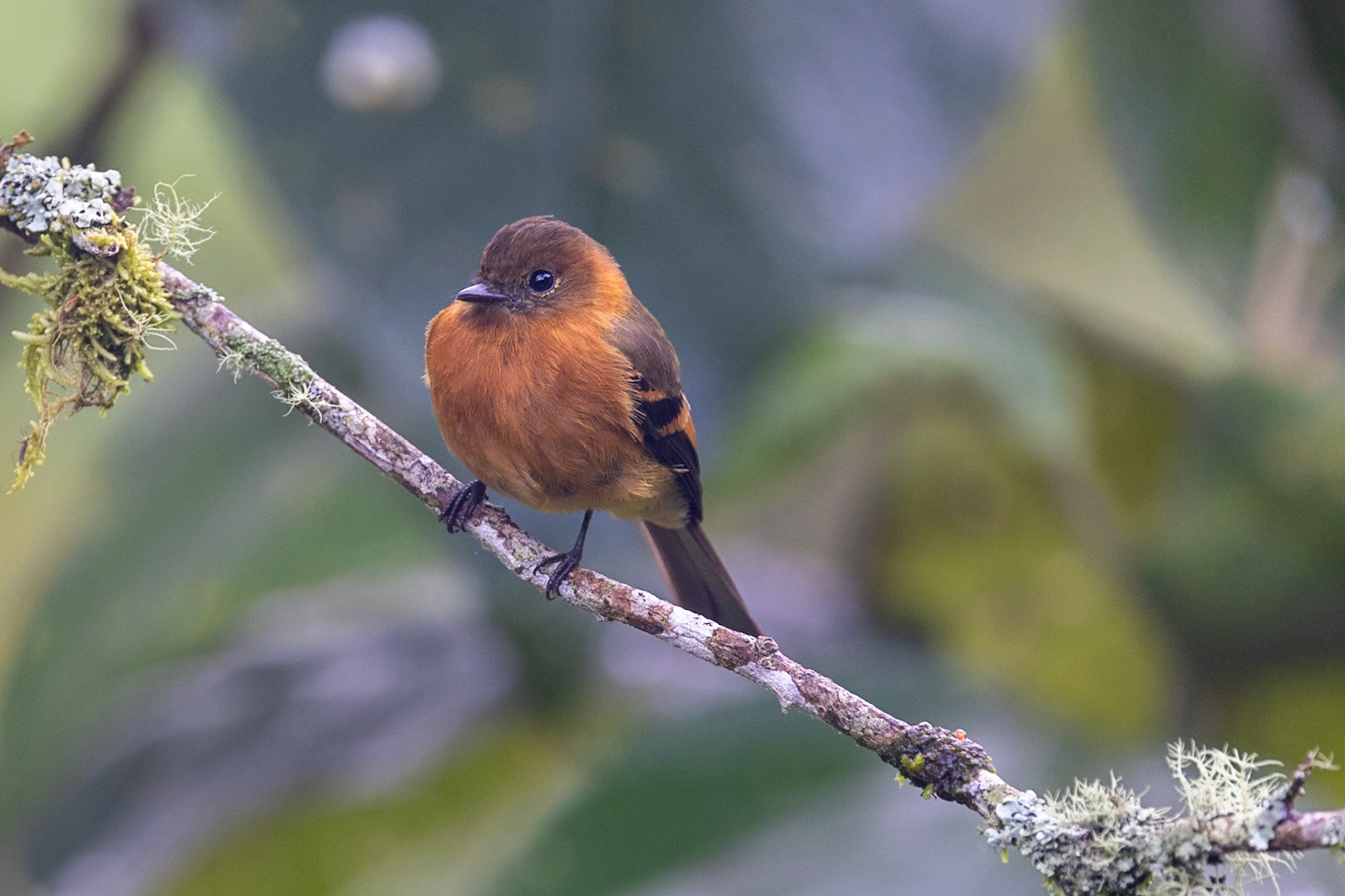 Cinnamon Flycatcher