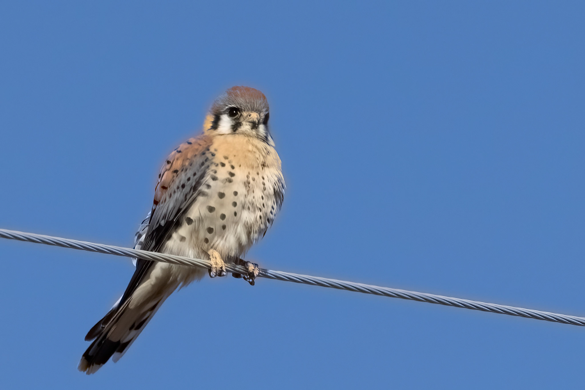American Kestrel