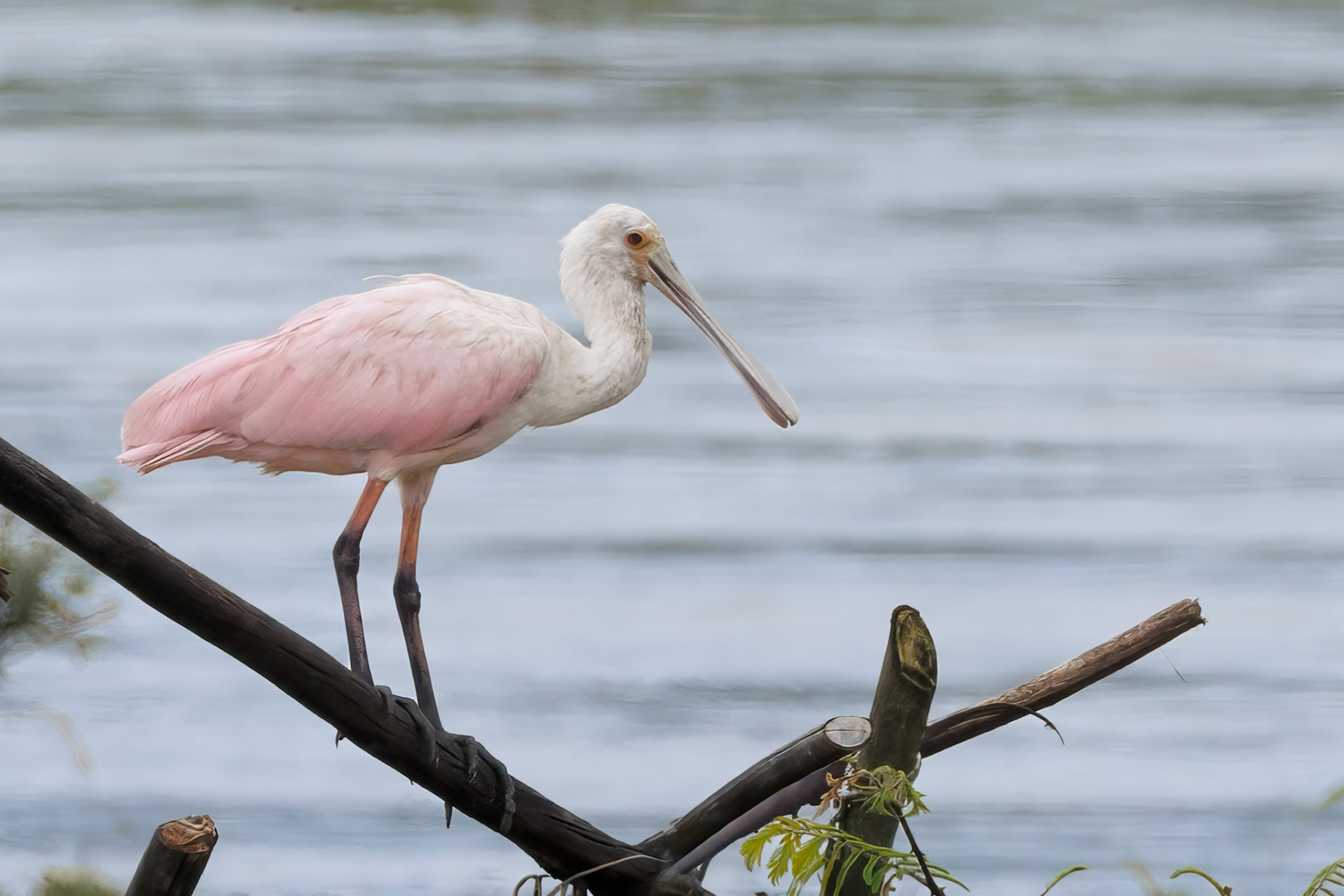 Roseate Spoonbill