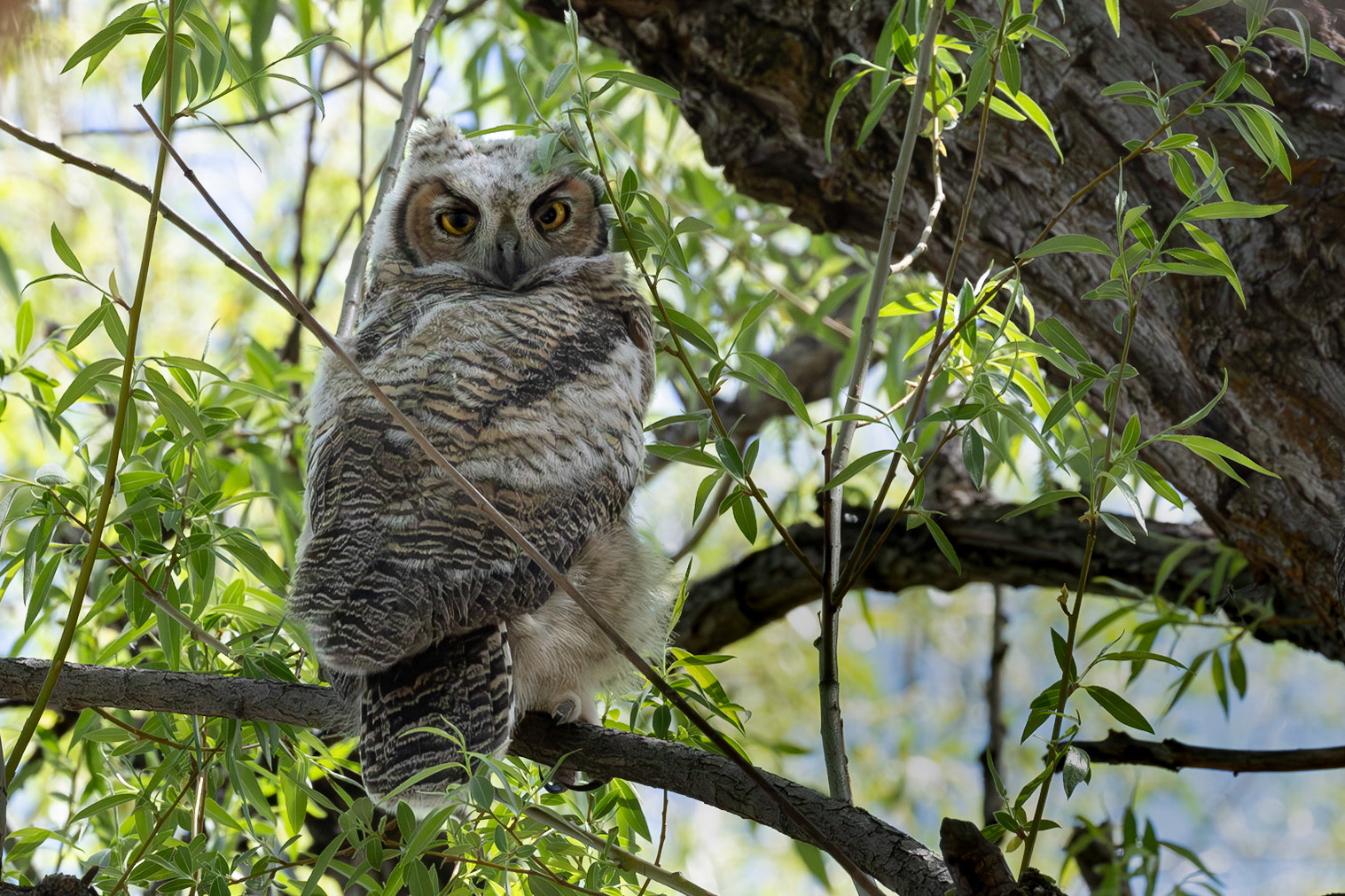 Great Horned Owl baby