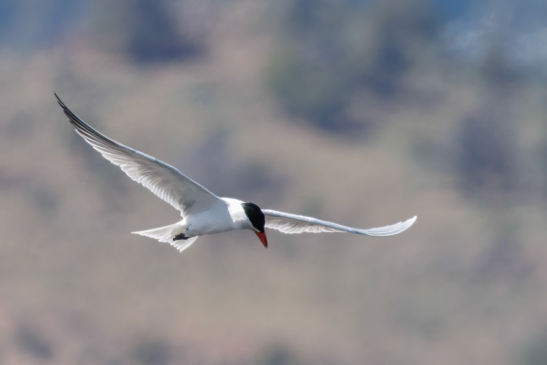Caspian Tern