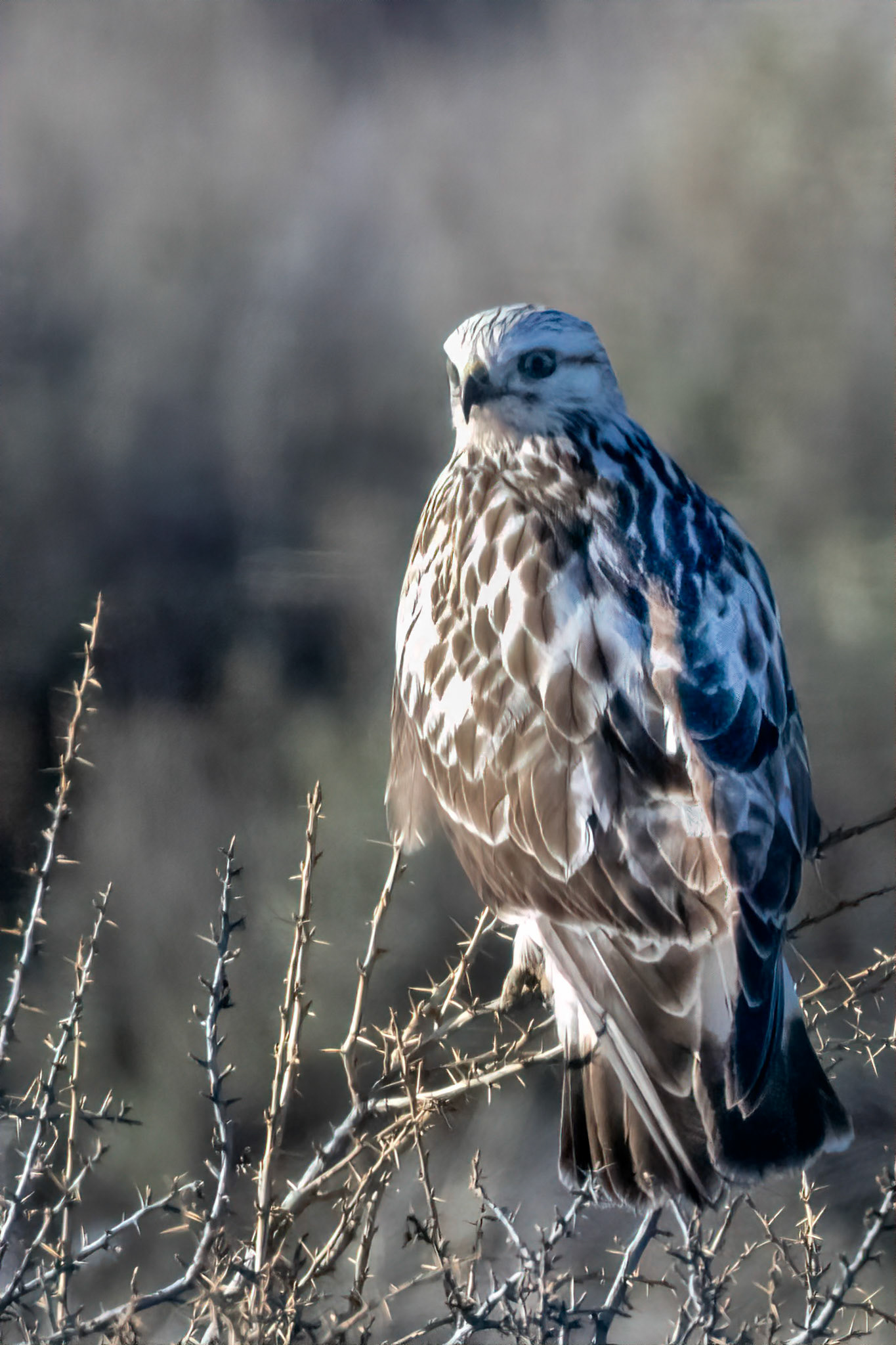 Rough Legged Hawk