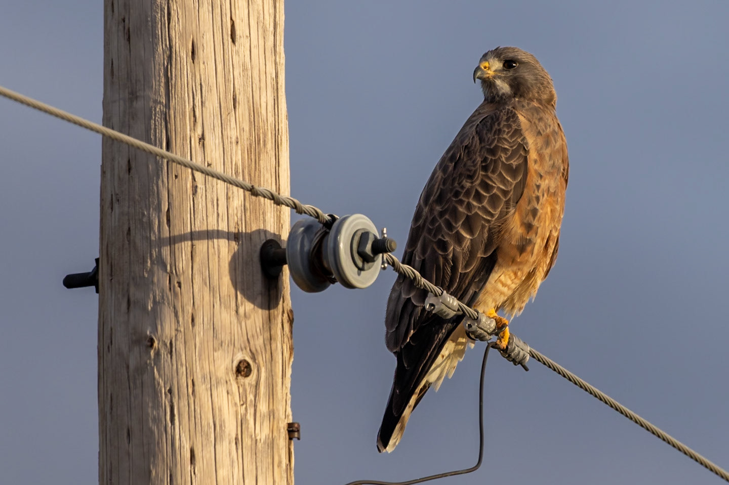 Swainson's Hawk