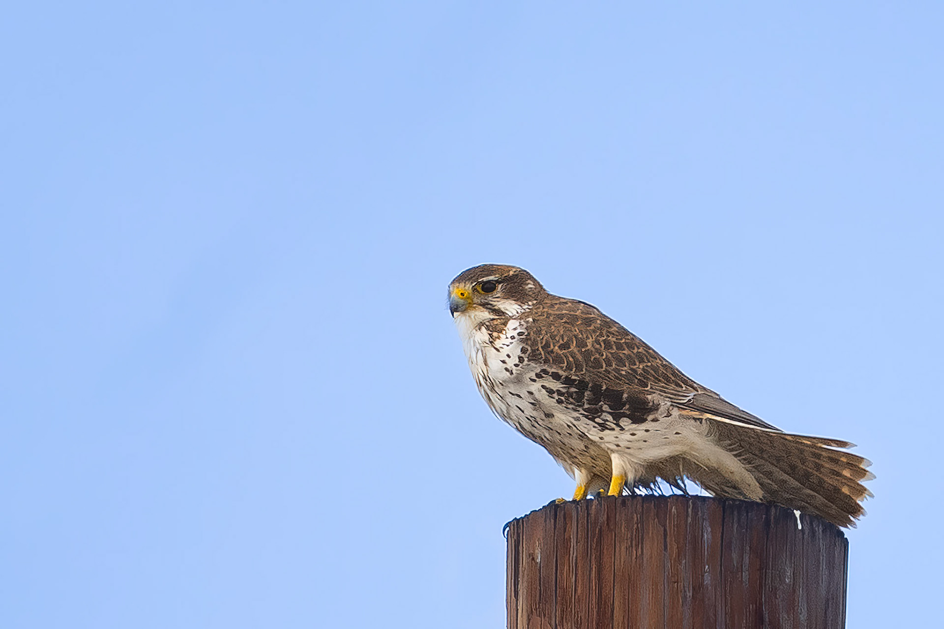 Prairie Falcon