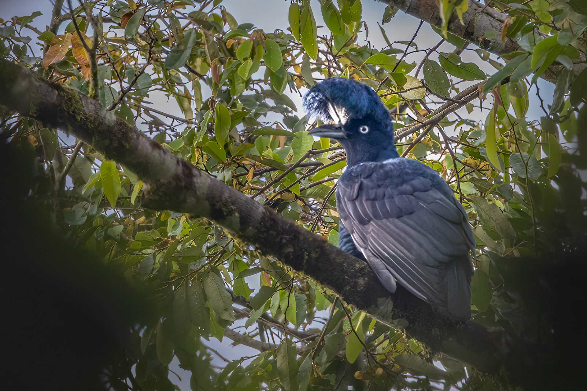 Amazonian Umbrellabird