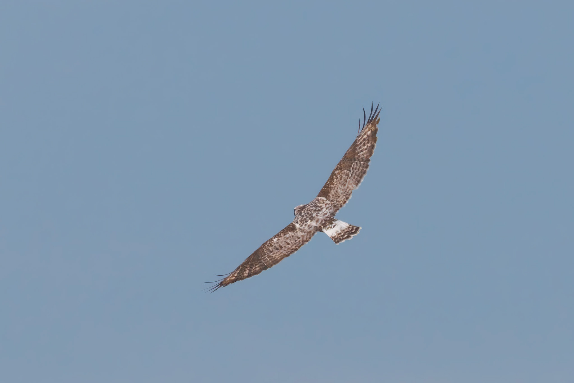Light Morph Rough-legged Hawk