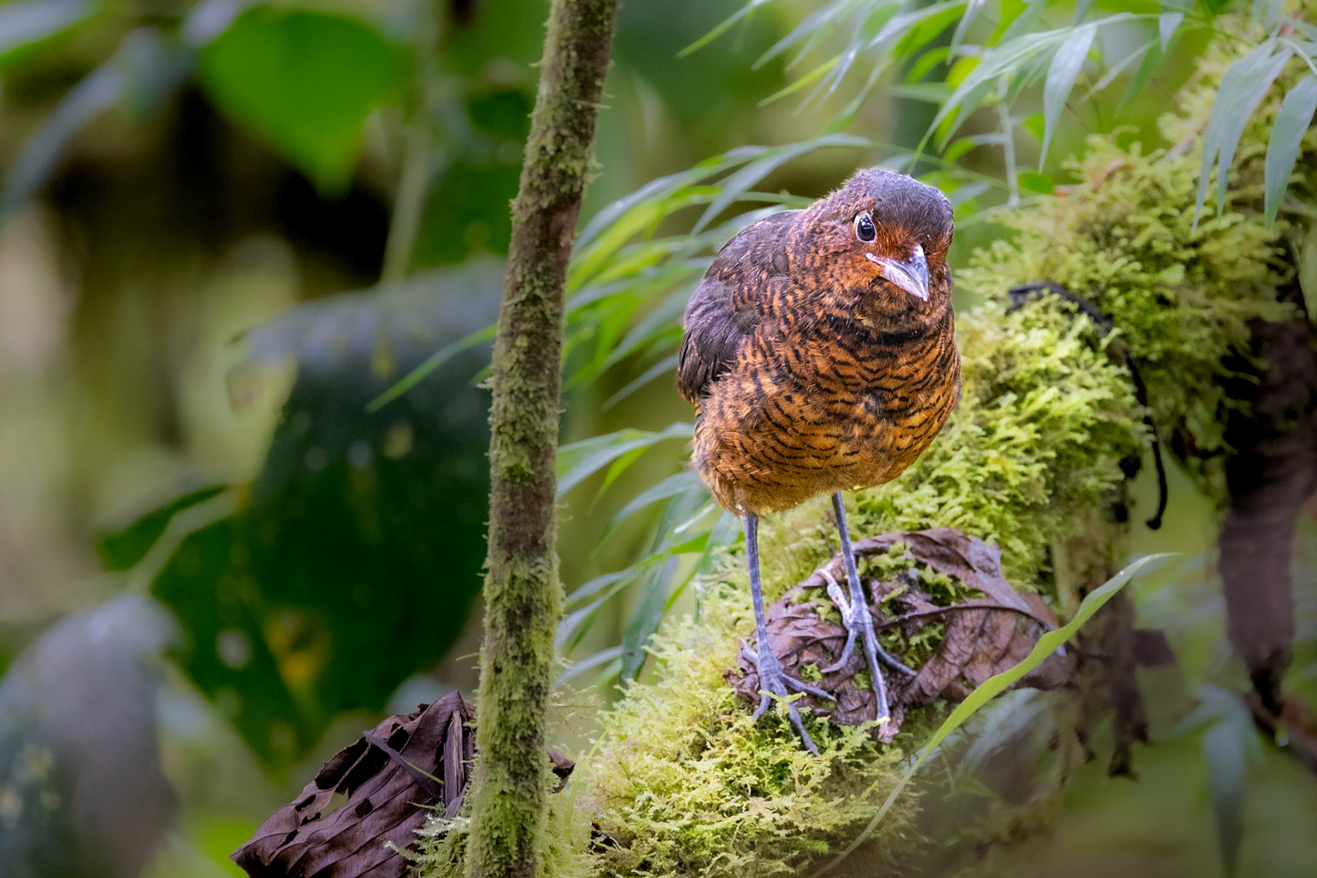 Giant Antpitta