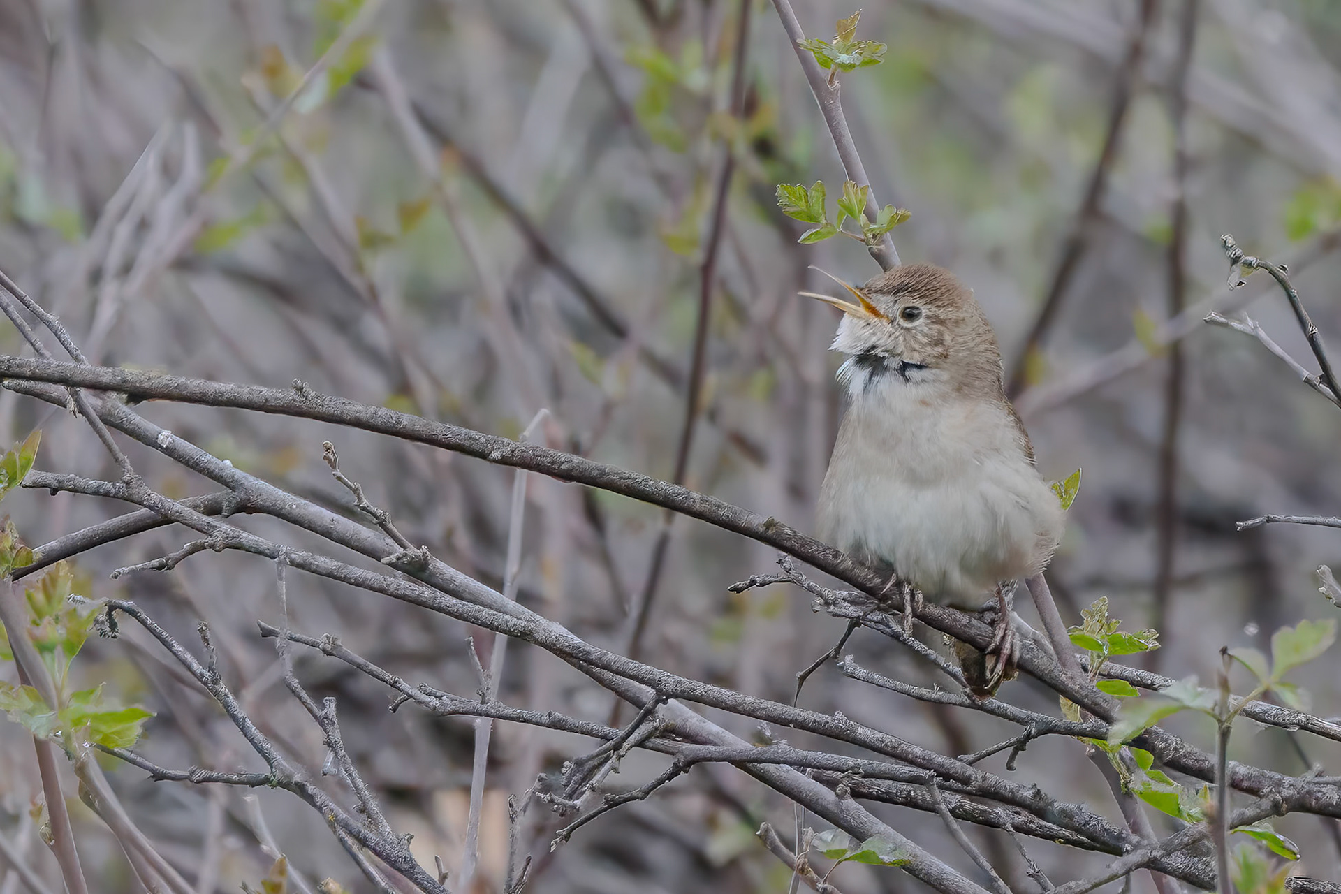 Northern House Wren