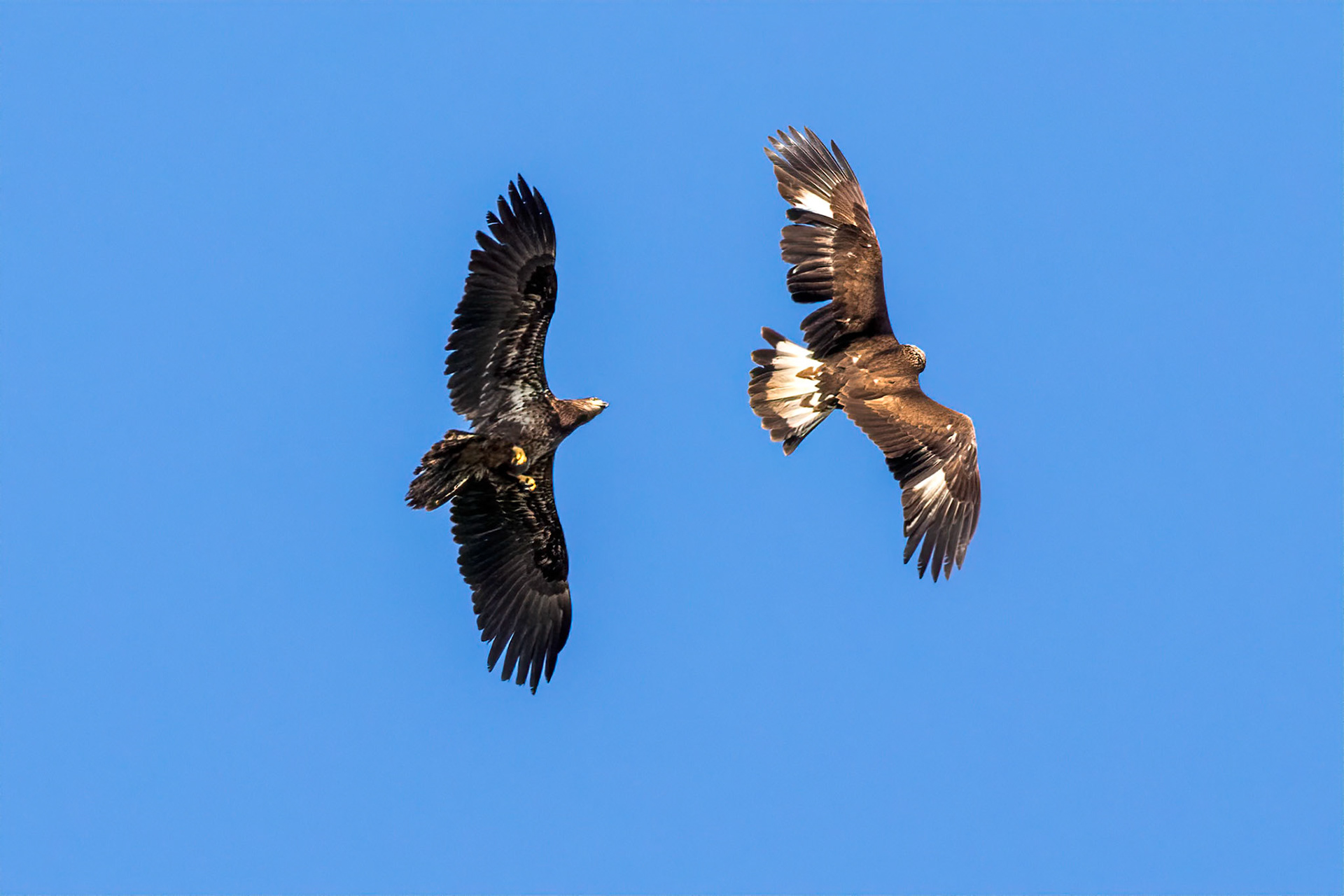 Golden and Bald Eagles fighting