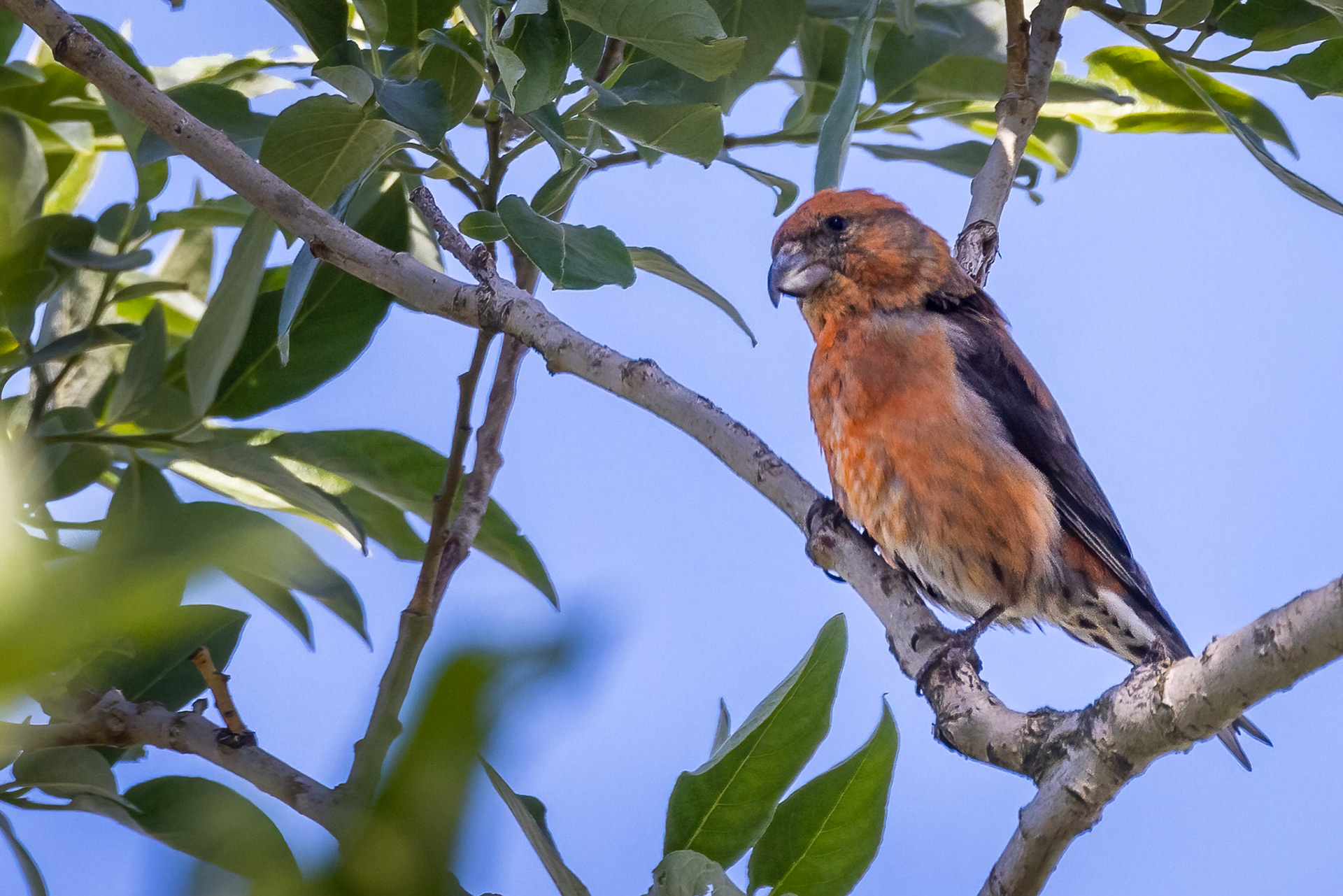 Red Crossbill