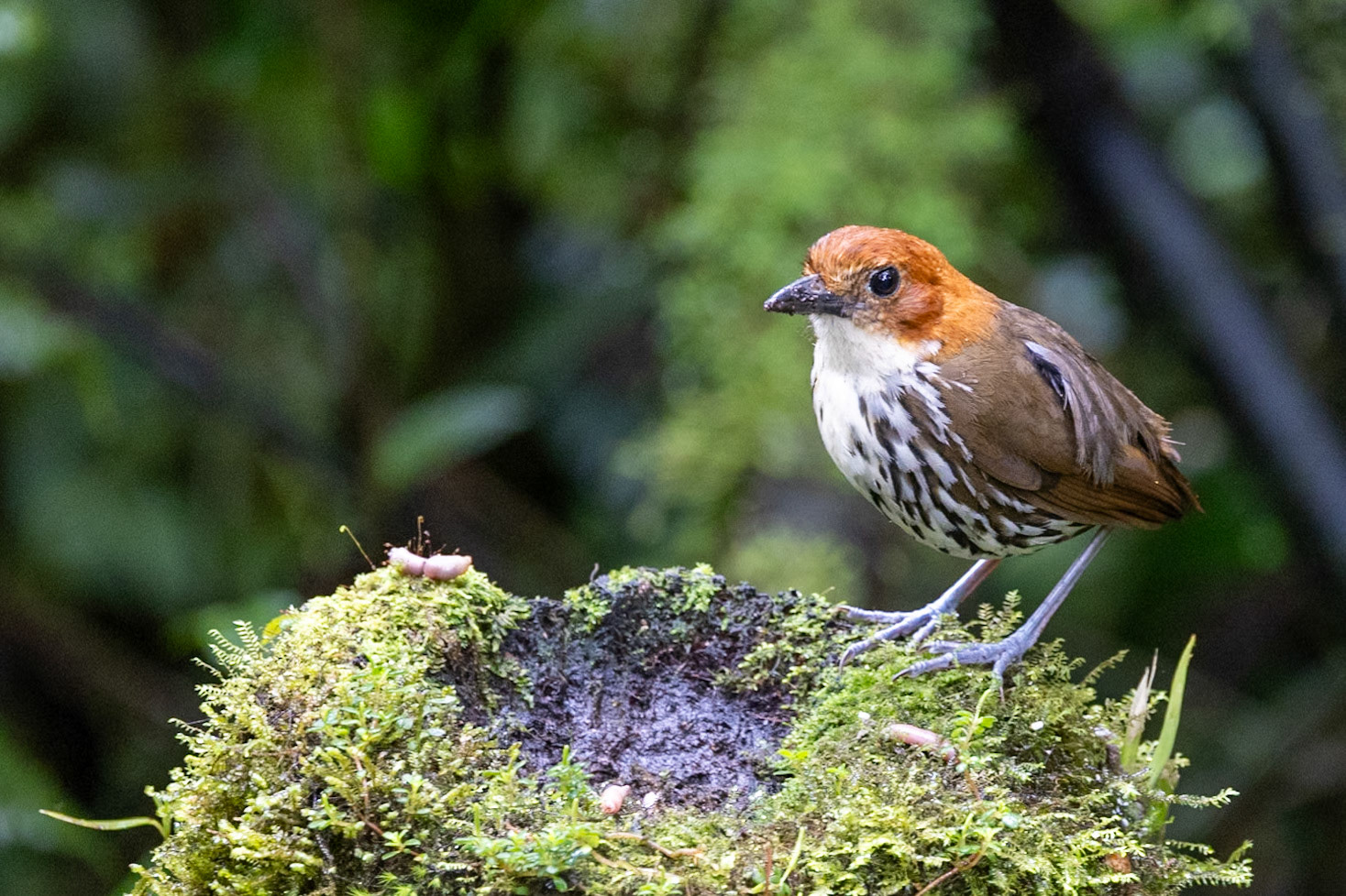 Chestnut-crowned Antpitta