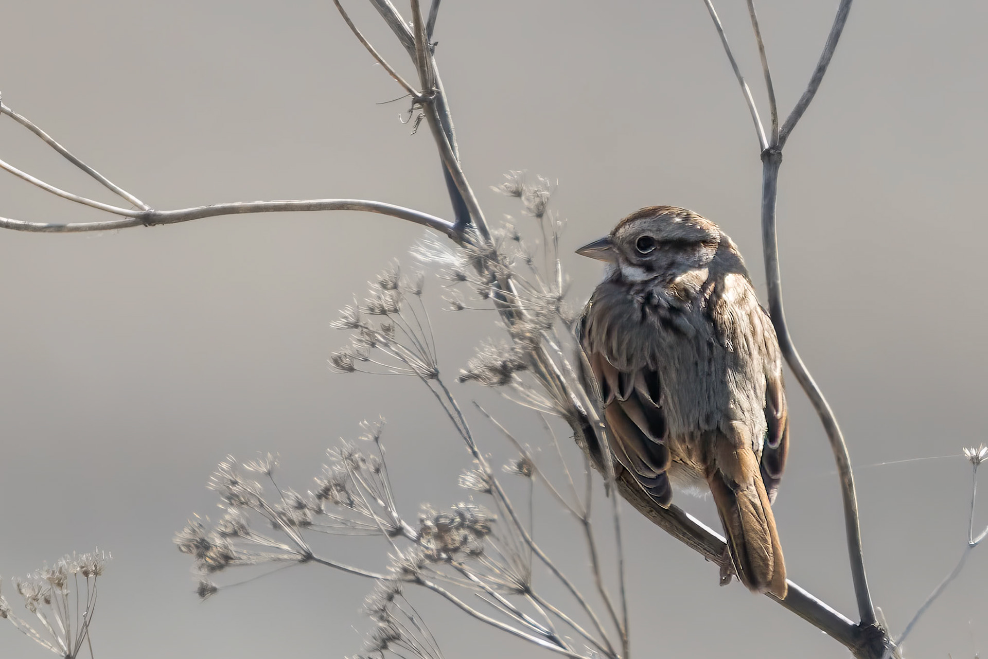 Song Sparrow