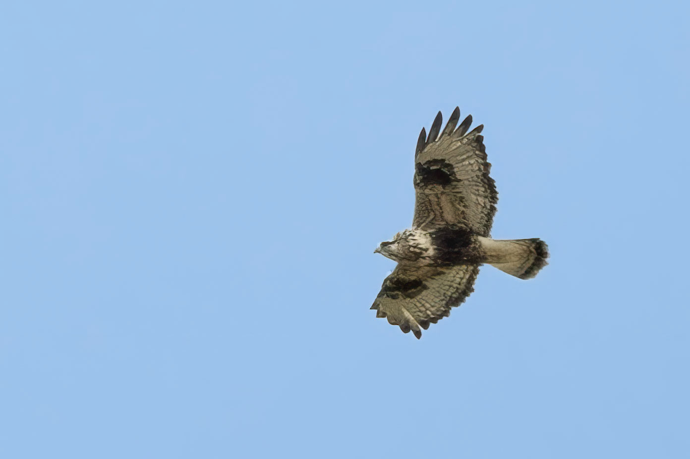 Rough-legged Hawk