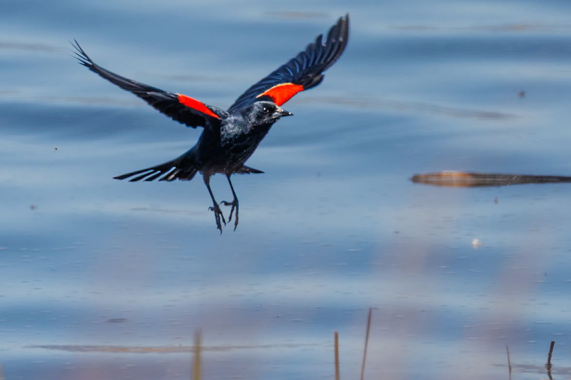 Red-winged Blackbird flying