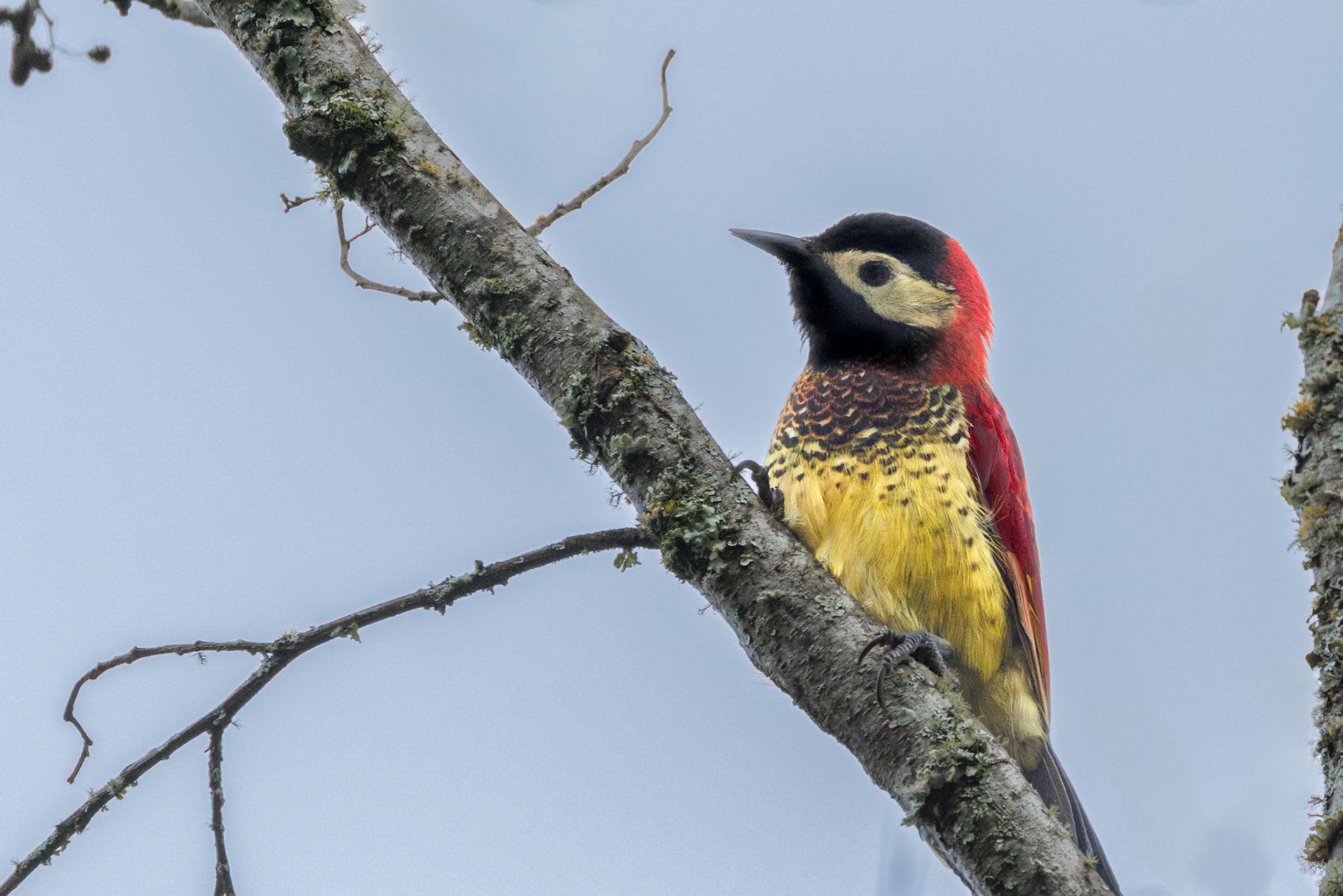 Crimson-mantled Woodpecker