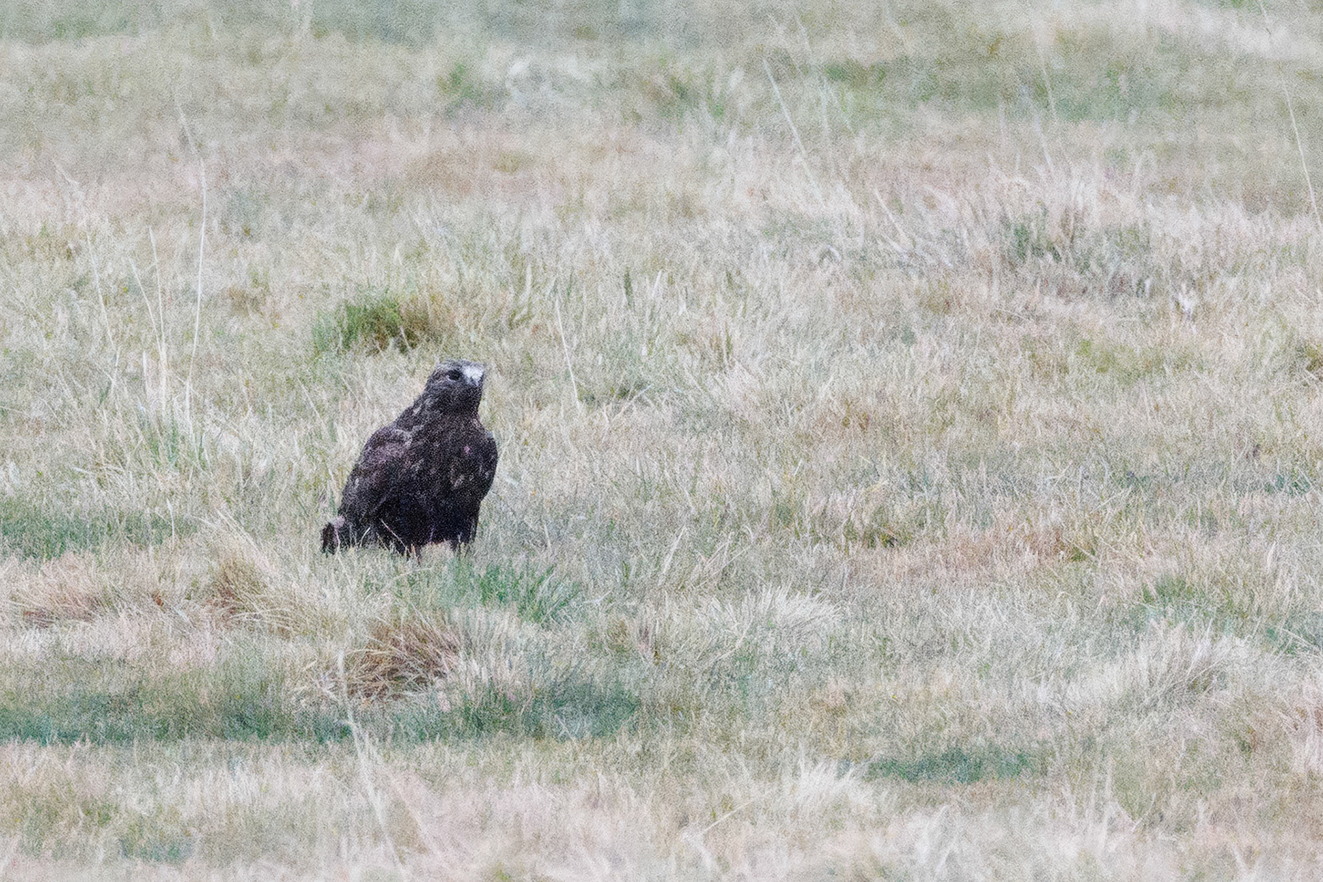 Dark Morph Rough-legged Hawk