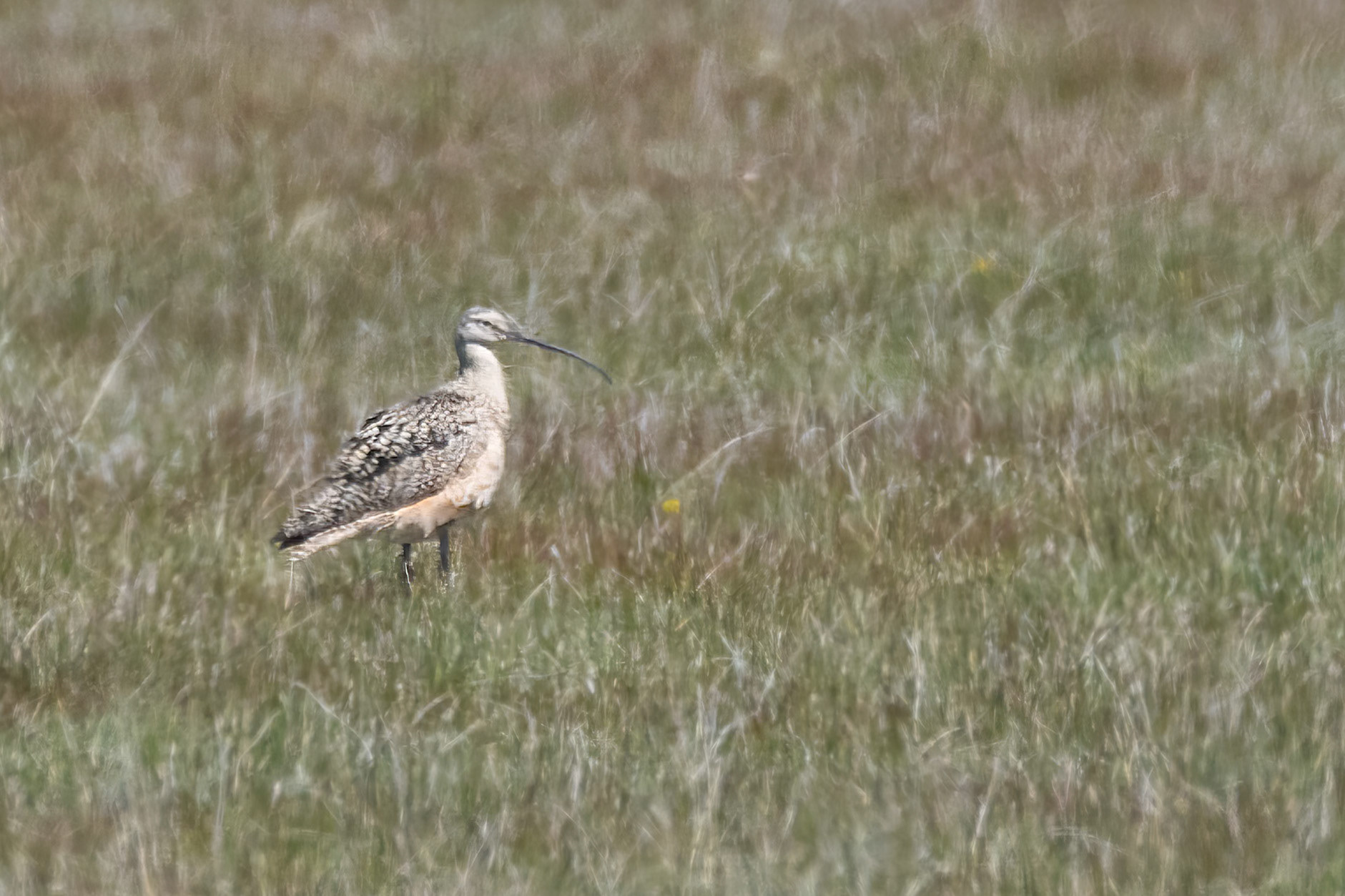 Long-billed Curlew