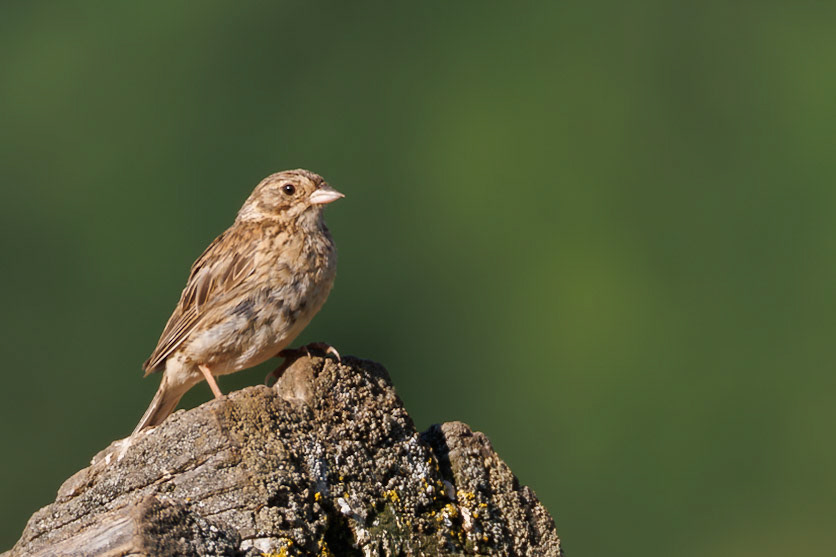 Vesper Sparrow