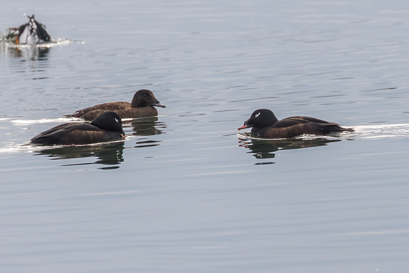 White-winged Scoter