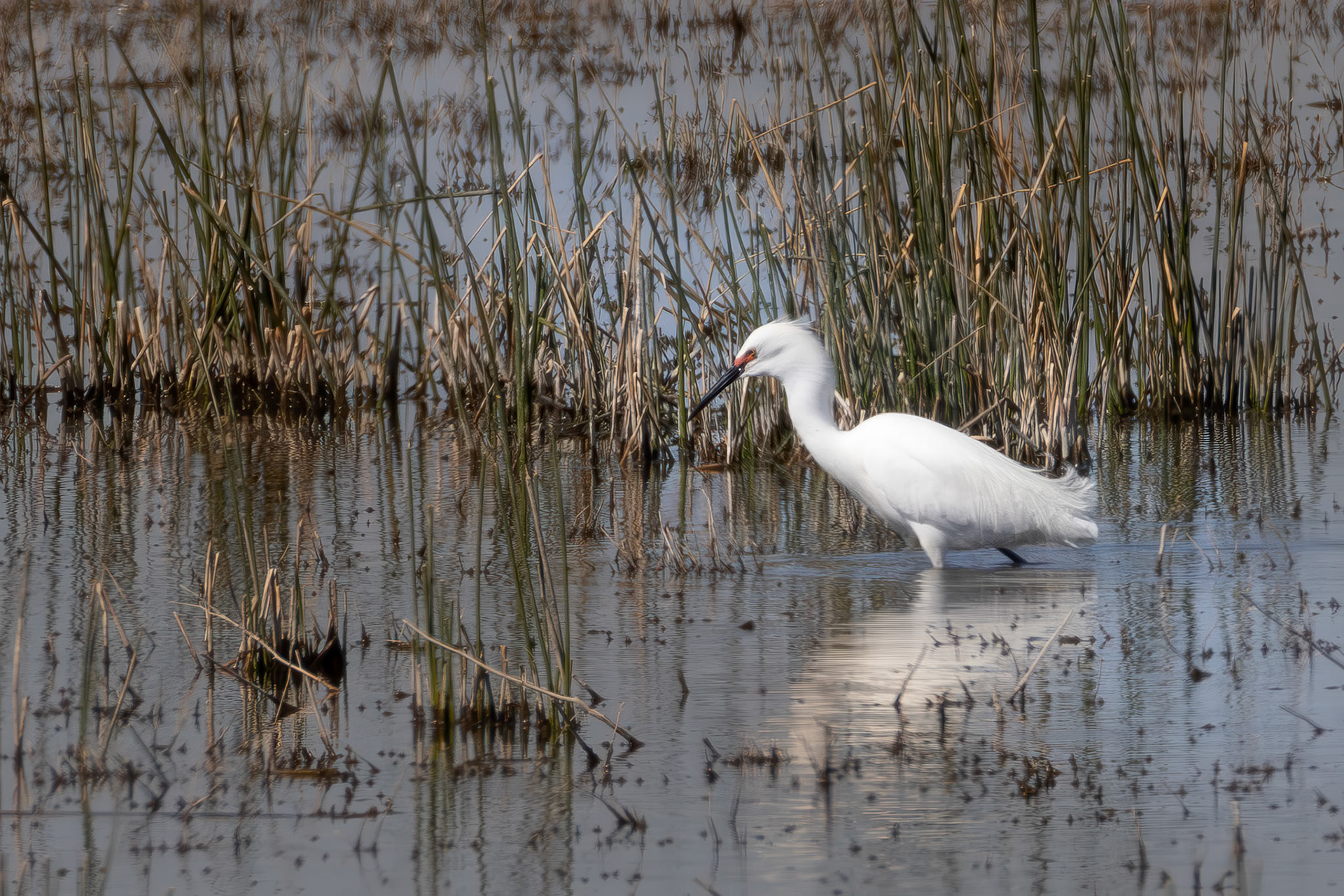 Snowy Egret