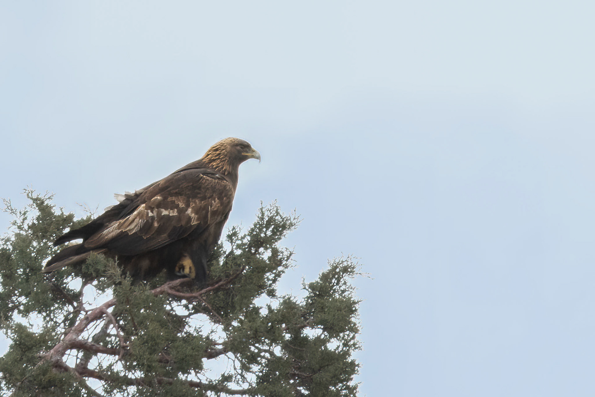 Golden Eagle