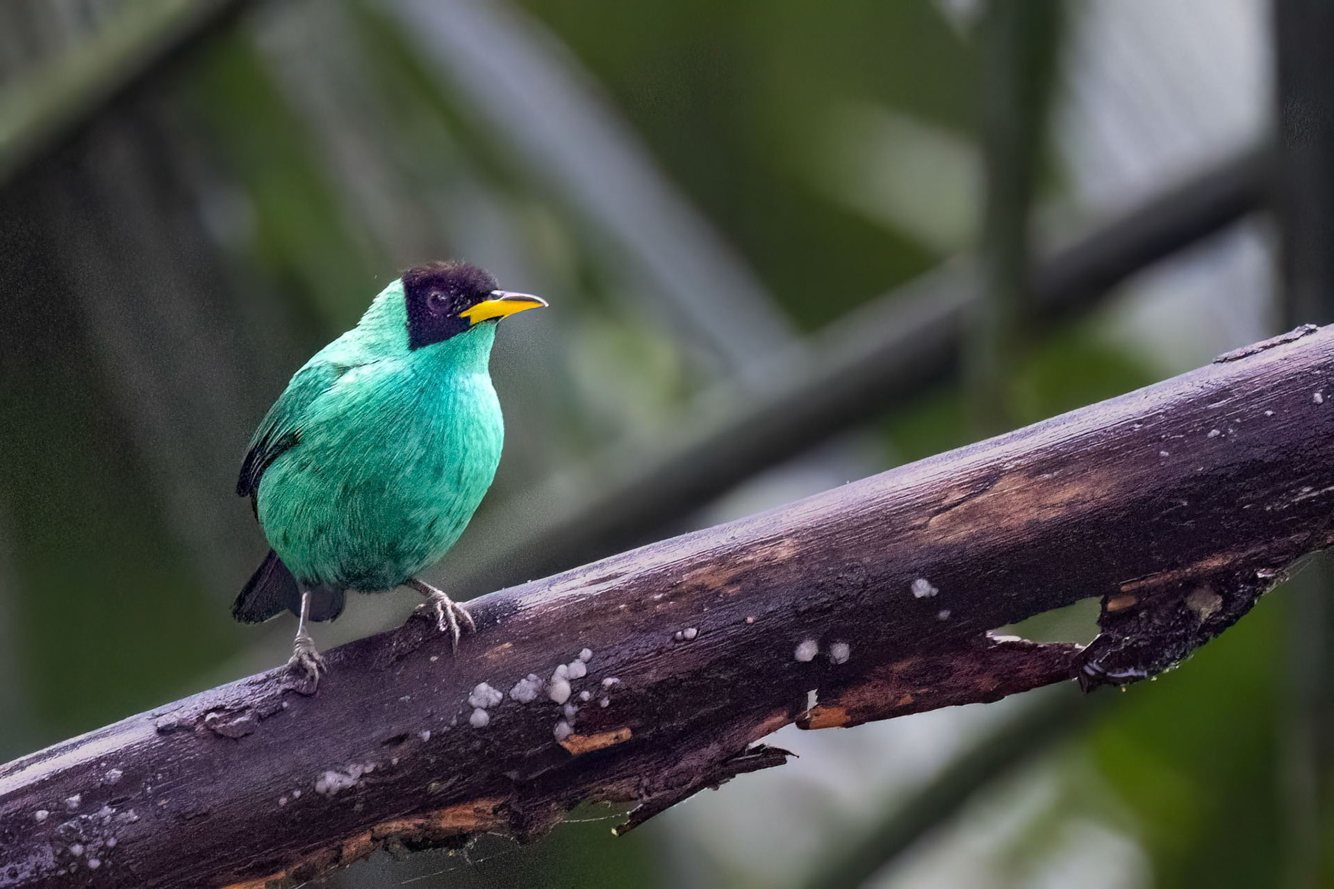 Green Honeycreeper