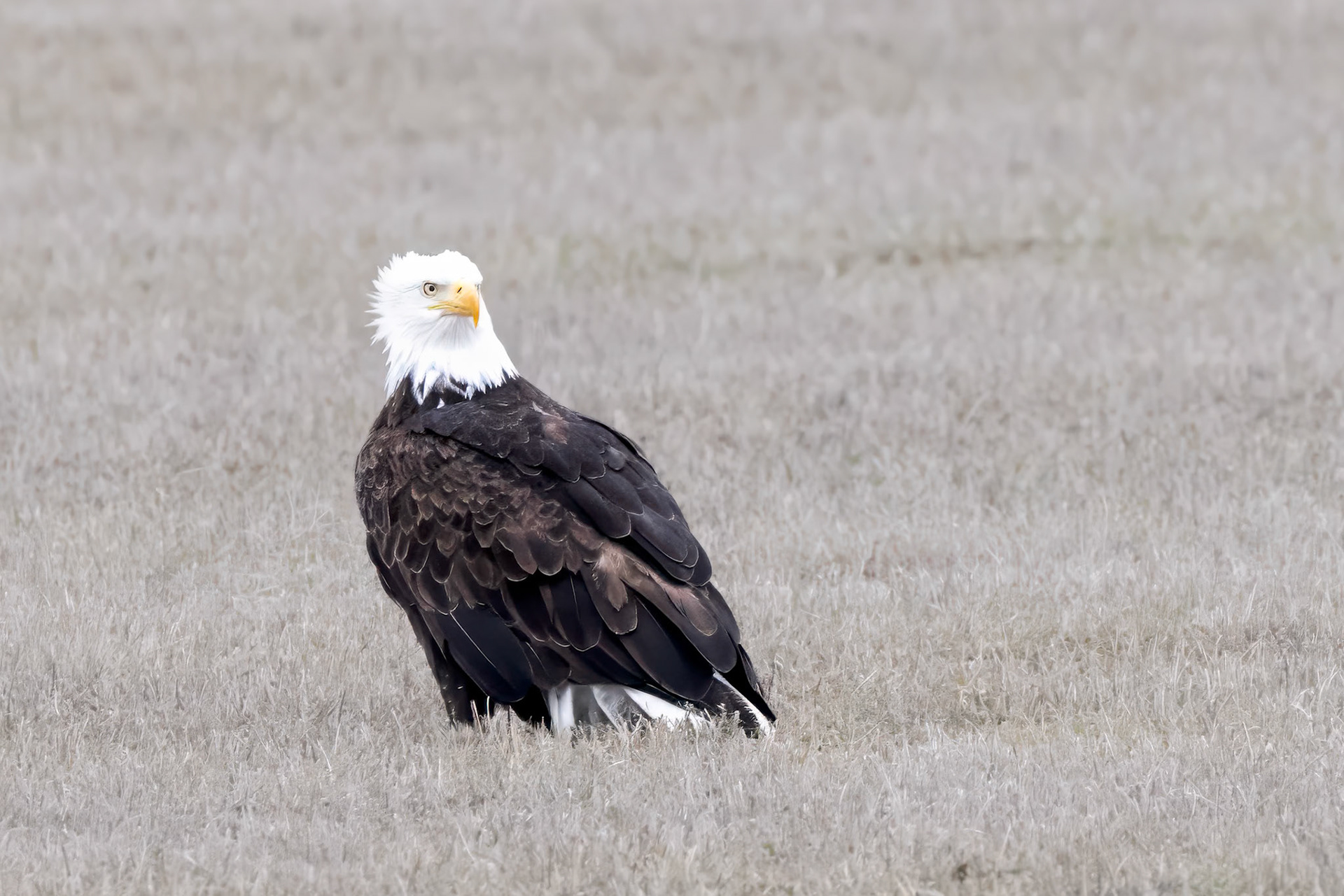 Bald Eagle