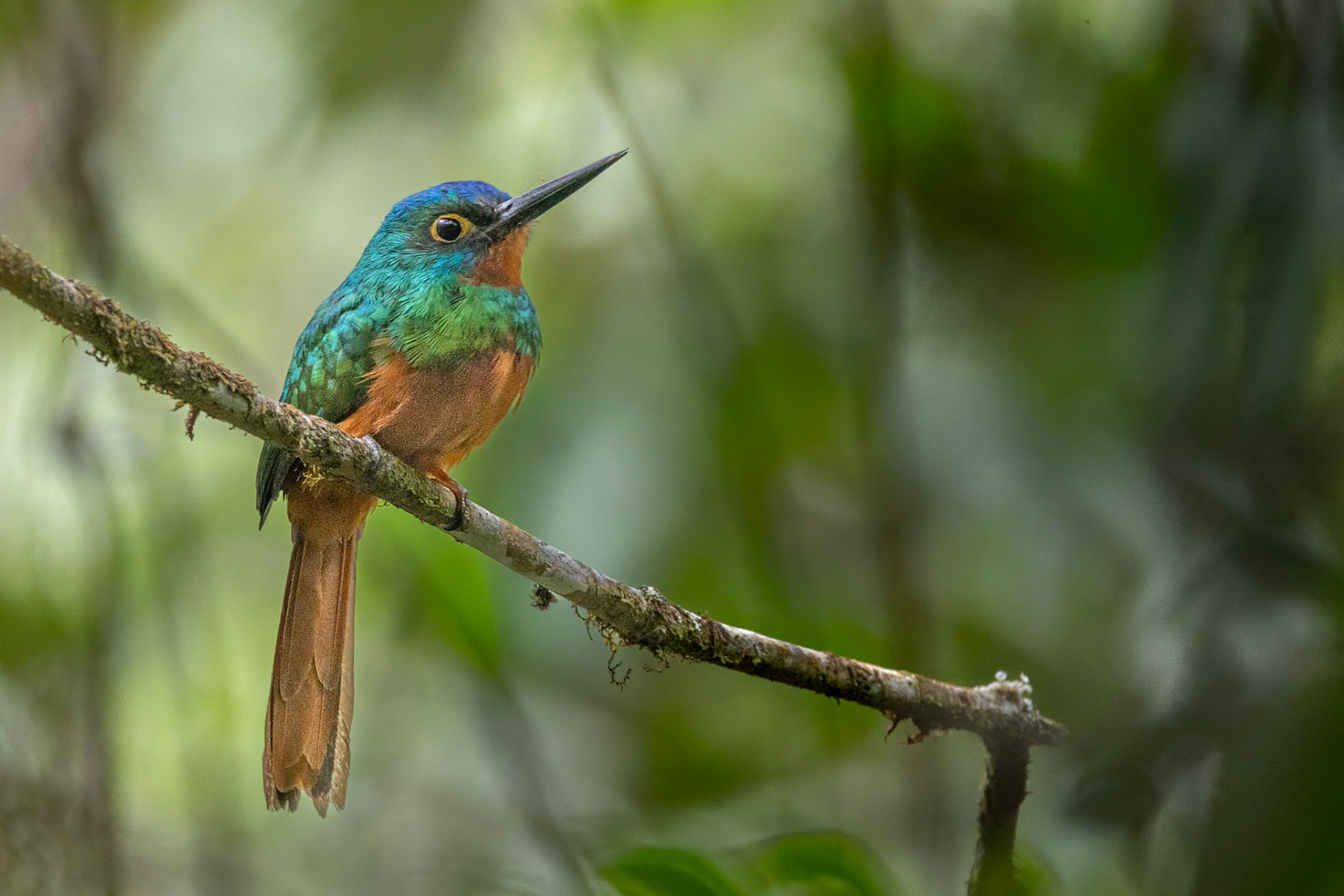Coppery-chested Jacamar