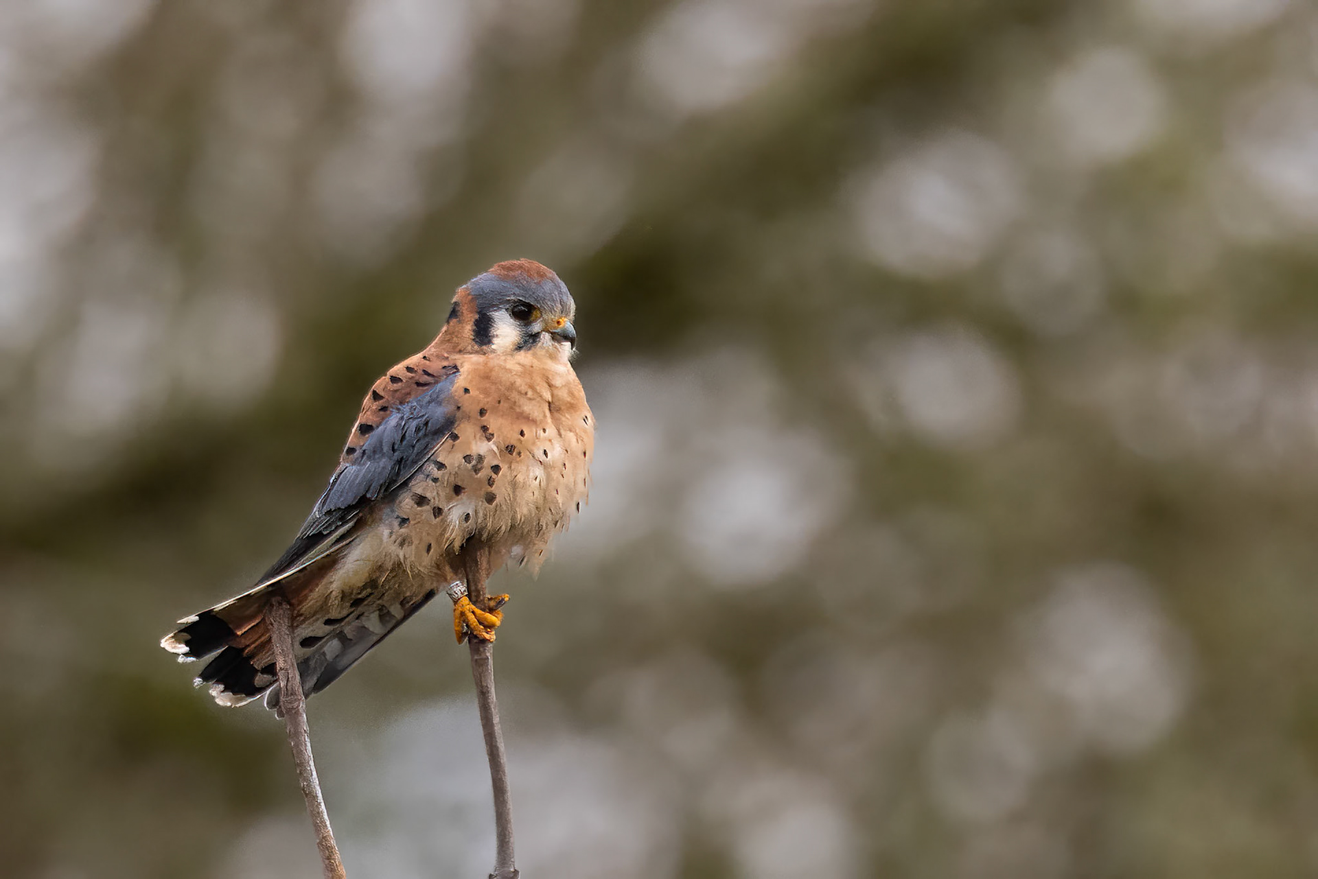 American Kestrel