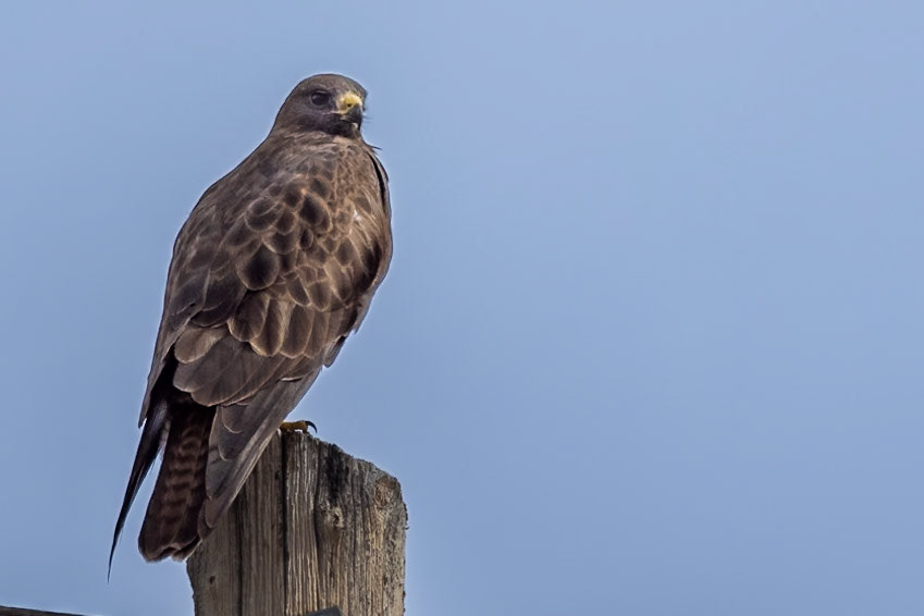 Swainson's Hawk