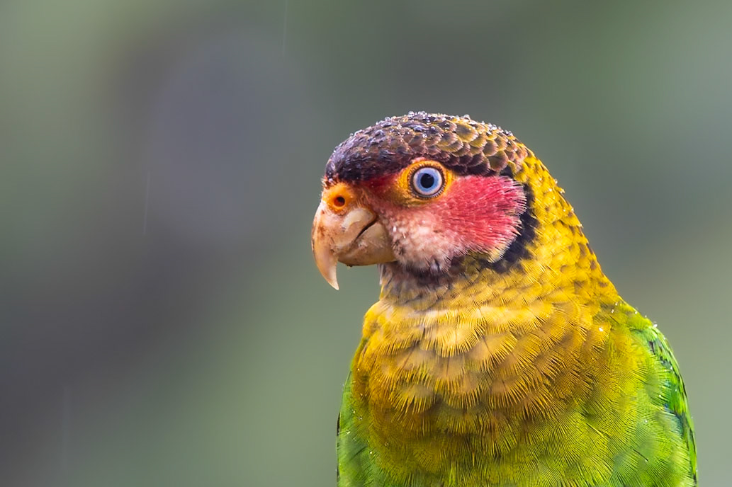 Rose-faced Parrot