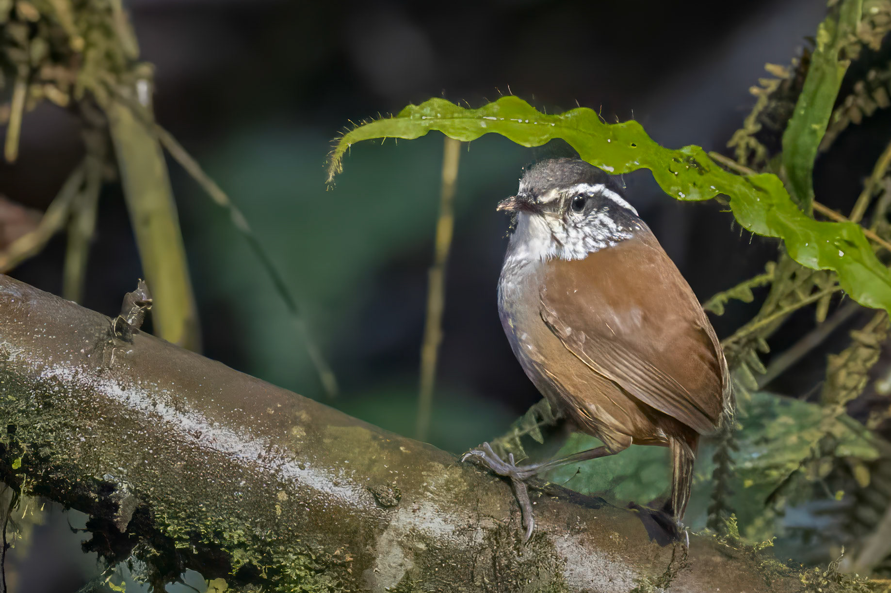 Gray-breasted Wood-Wren