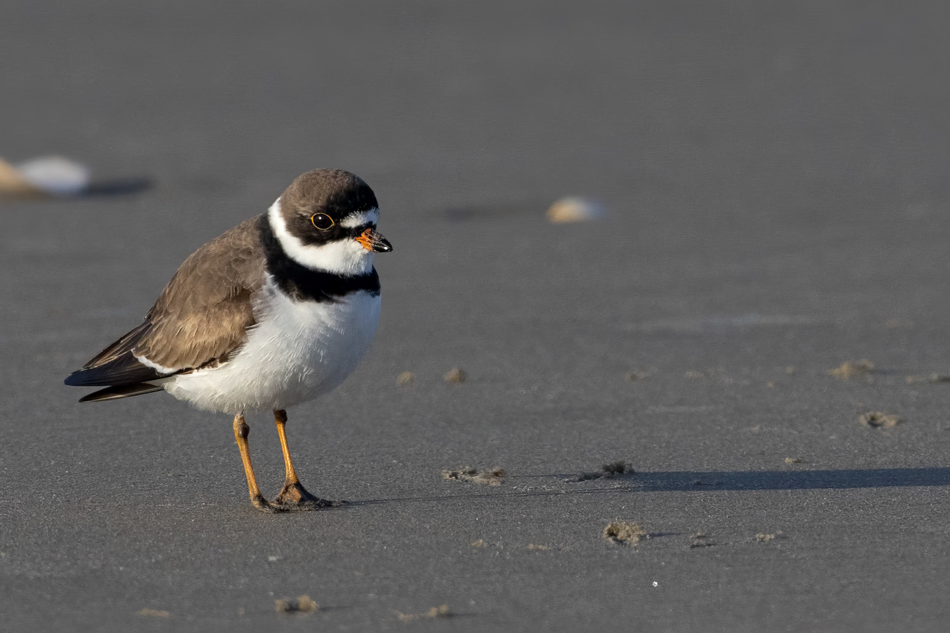 Semipalmated Plover